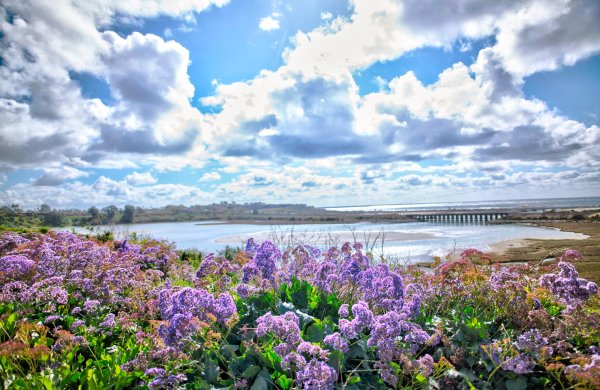 Vew of purple flawors and Batiquitos Lagoon facing the Pacific Ocean