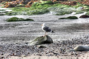 Bird on a rock at Moss Cove