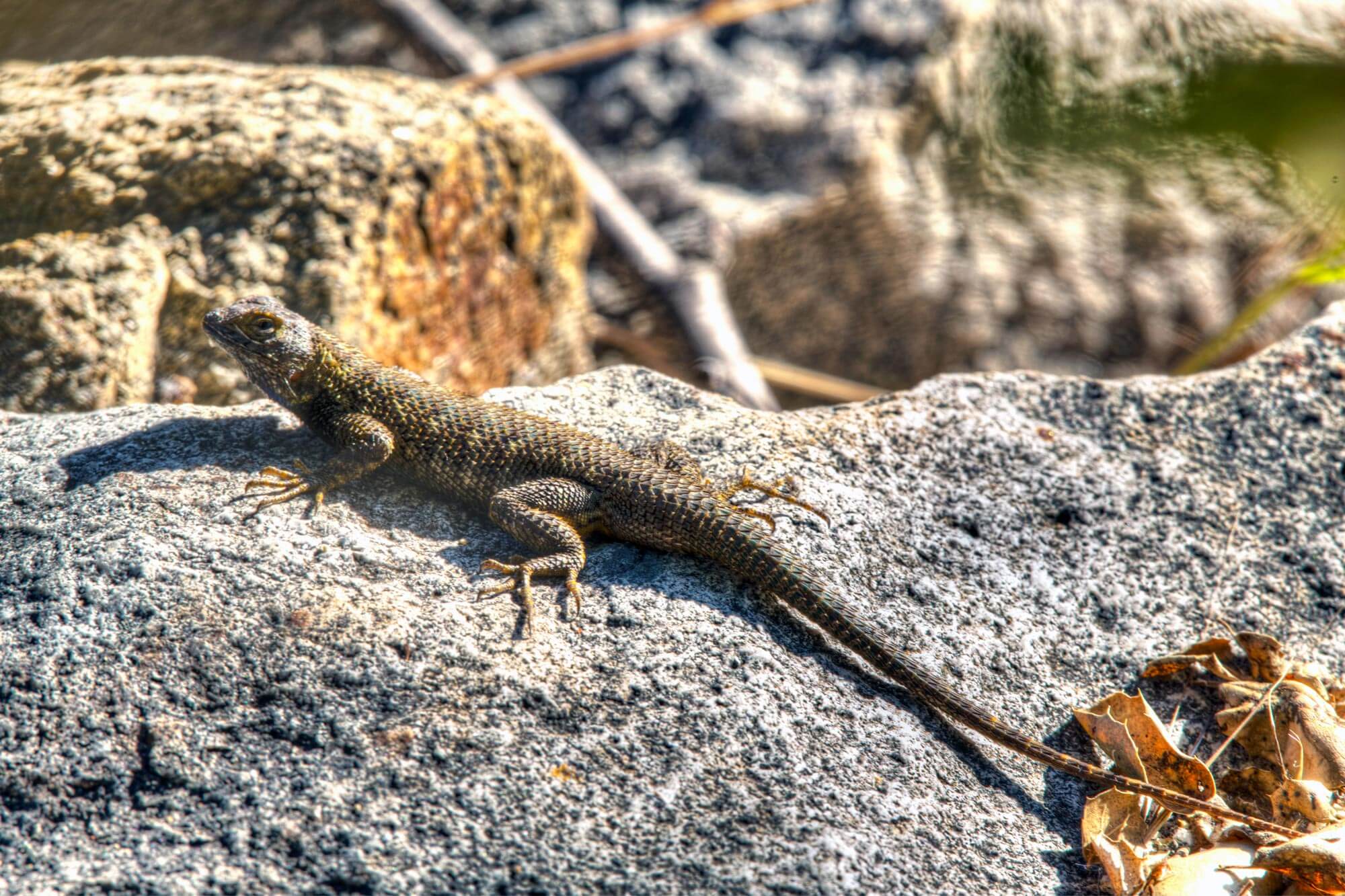 Lizard on a rock